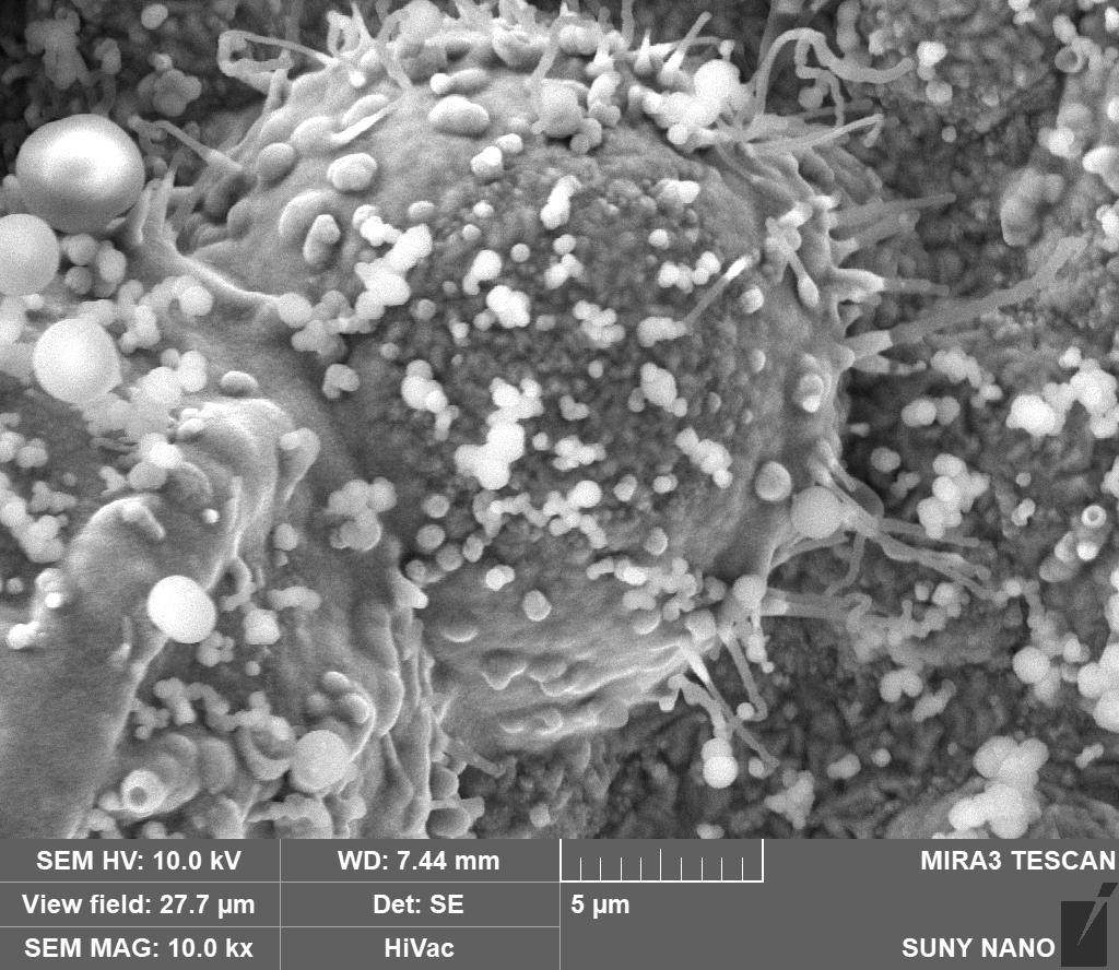 ZnO Electrodeposition SEM II